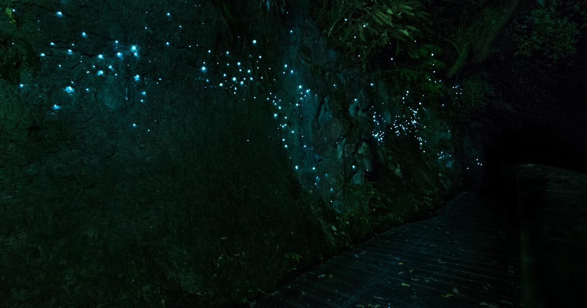 Waitomo Glowworm Caves Boat Tour (Waitomo)