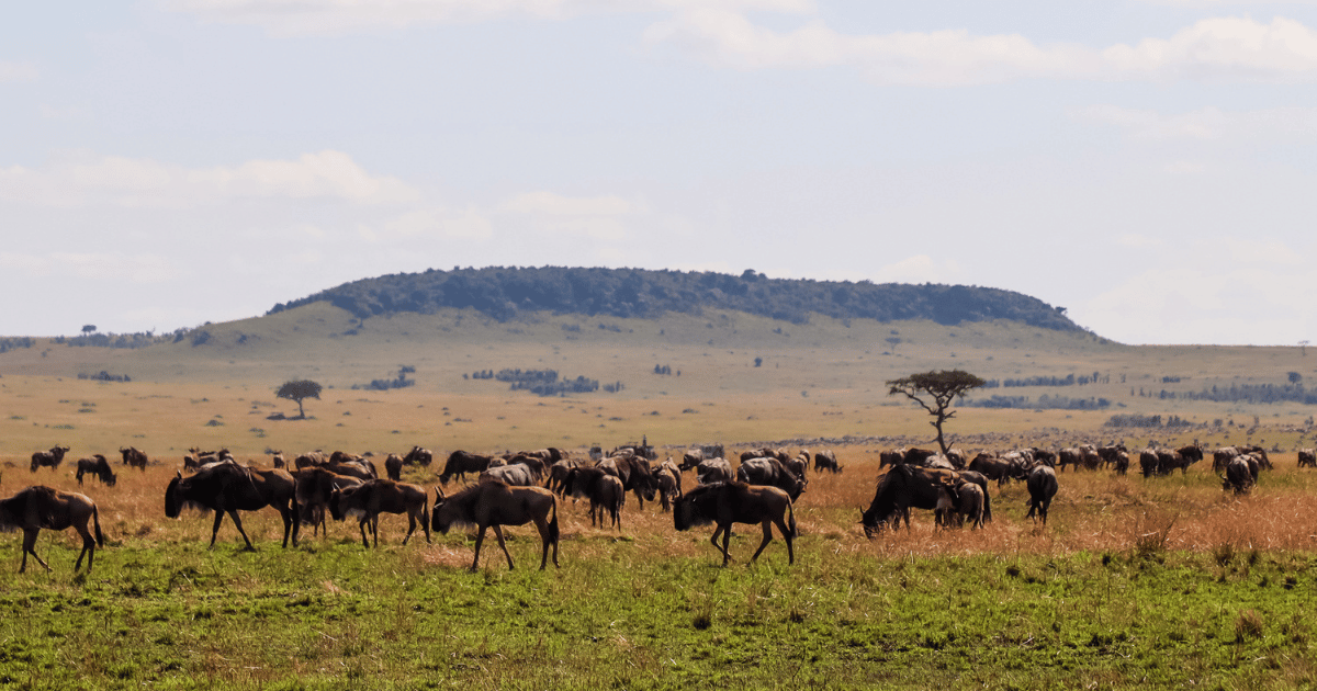 Kruger & Safari Destinations