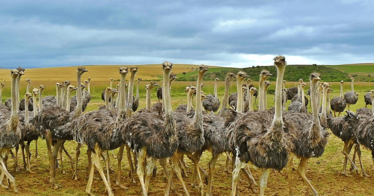 Safari Ostrich Farm Tractor Tour (Oudtshoorn)