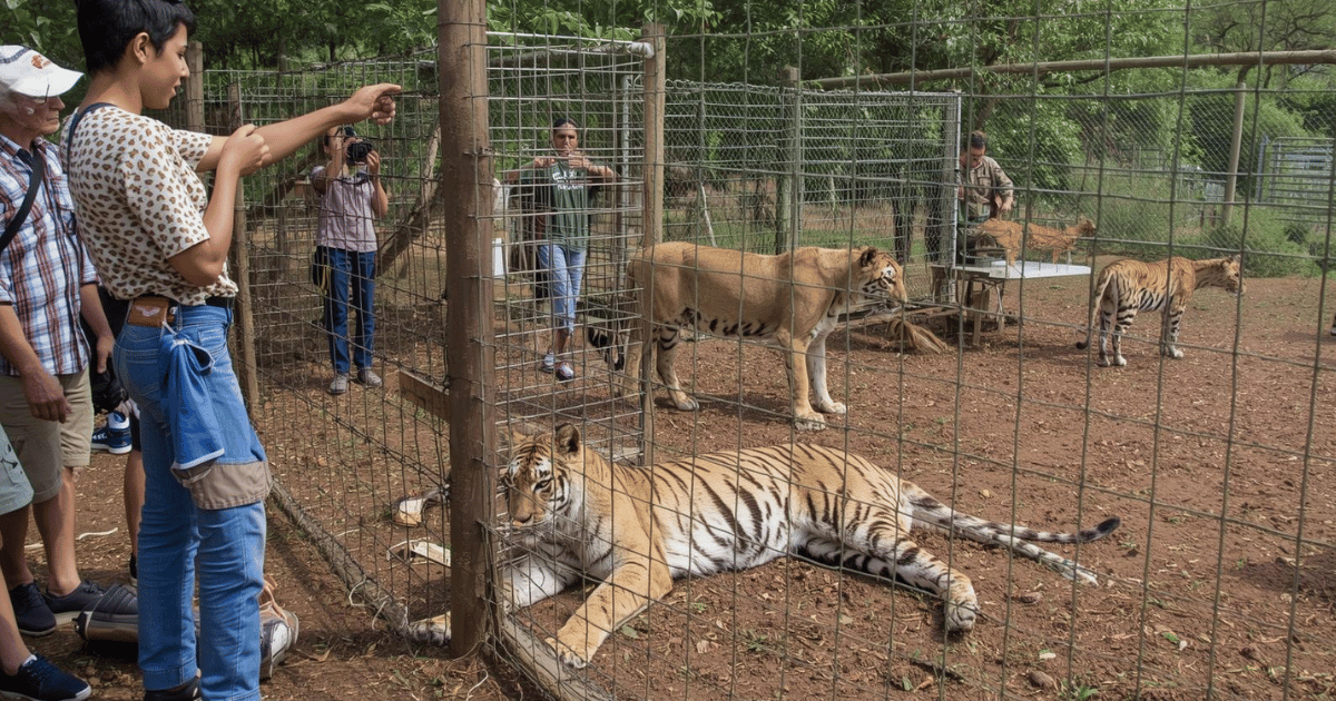 Jukani Wildlife Sanctuary Tour (Plettenberg Bay)