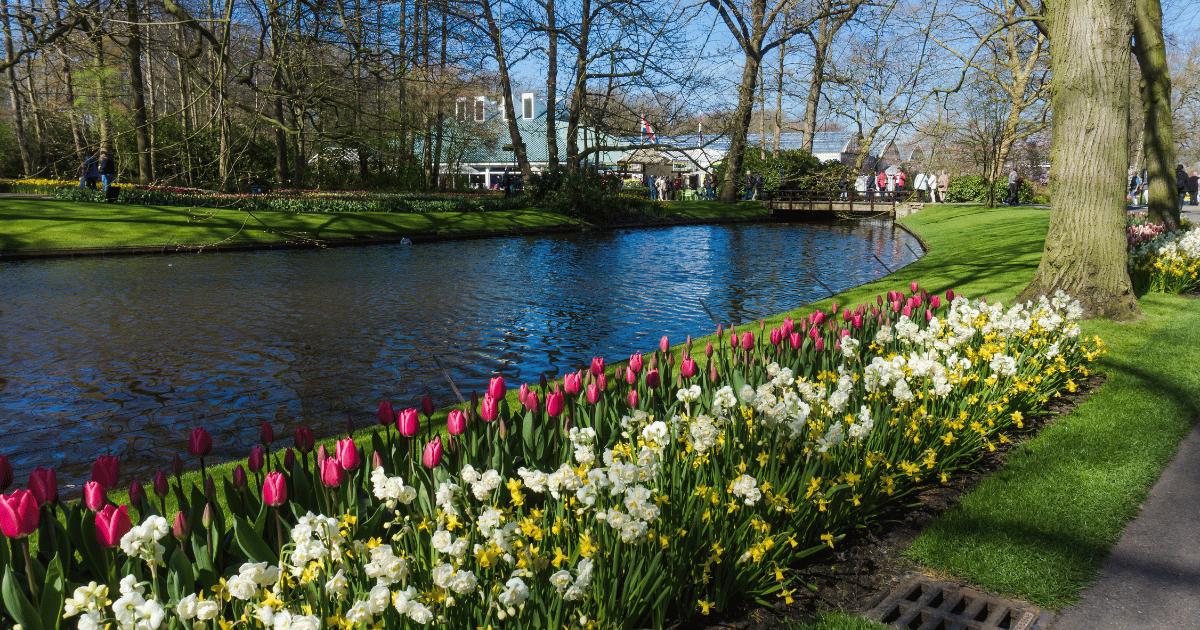 Keukenhof Tulip Gardens Tour (Lisse | 3–4 Hours | Morning | Seasonal: March–May)