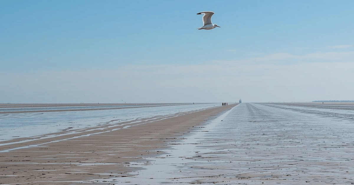 Wadden Sea & Frisian Islands Experience (North Netherlands | Full-Day | Seasonal)