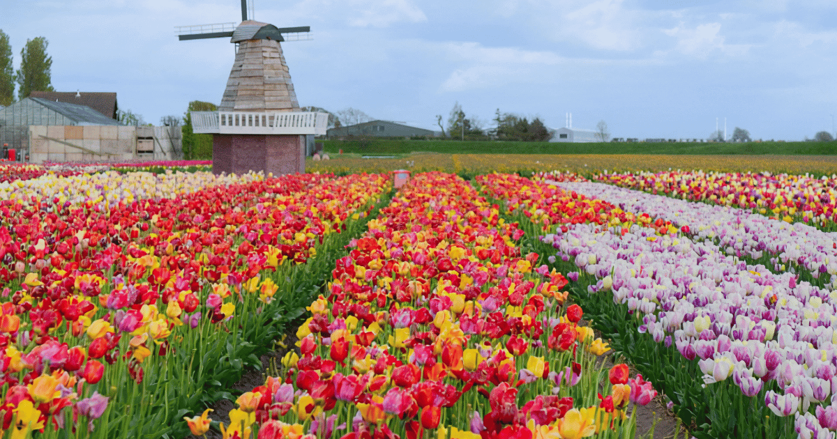 Dutch Countryside Cycling Tour (Various Cities | Half-Day | Morning)