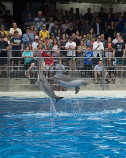 Dolphin & Seal Show – Dubai Dolphinarium
