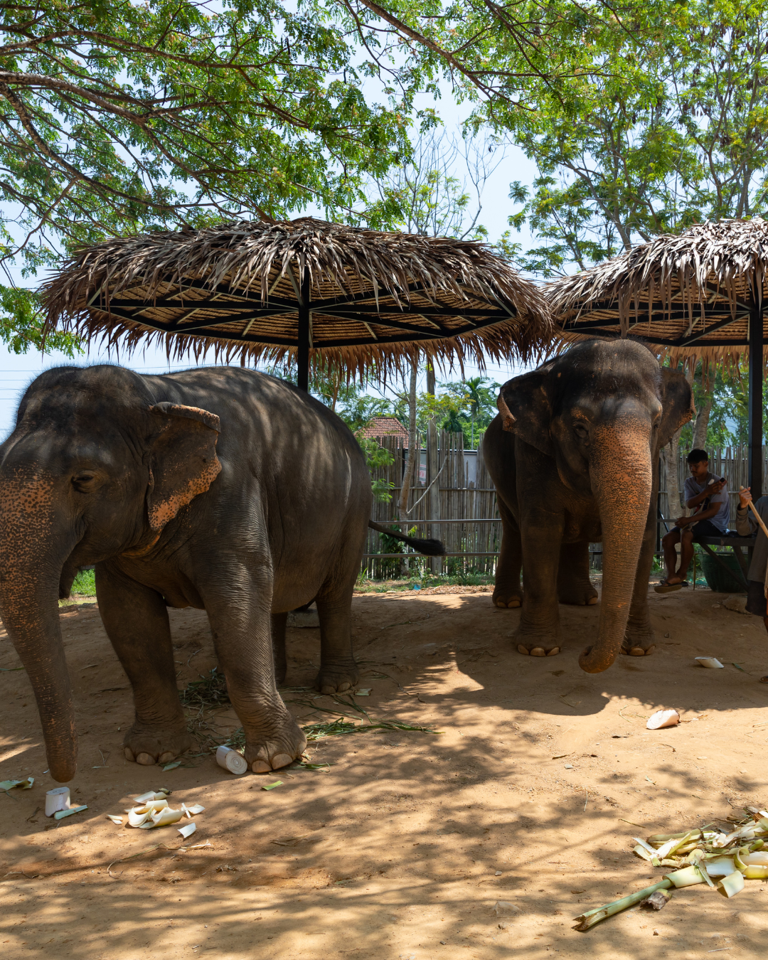 Elephant Care Experience (Phuket)