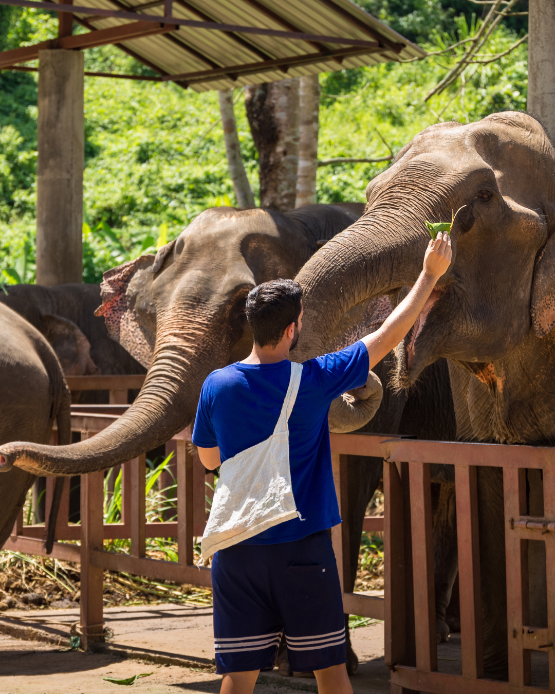 Elephant Jungle Sanctuary Chiang Mai