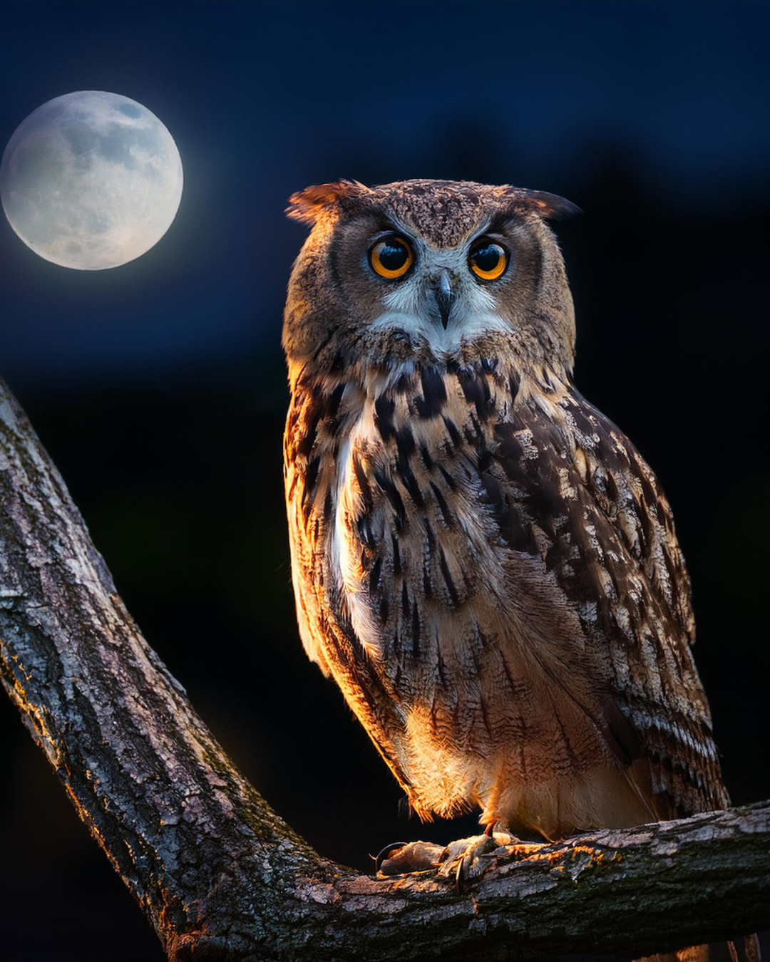 Chiang Mai Night Safari