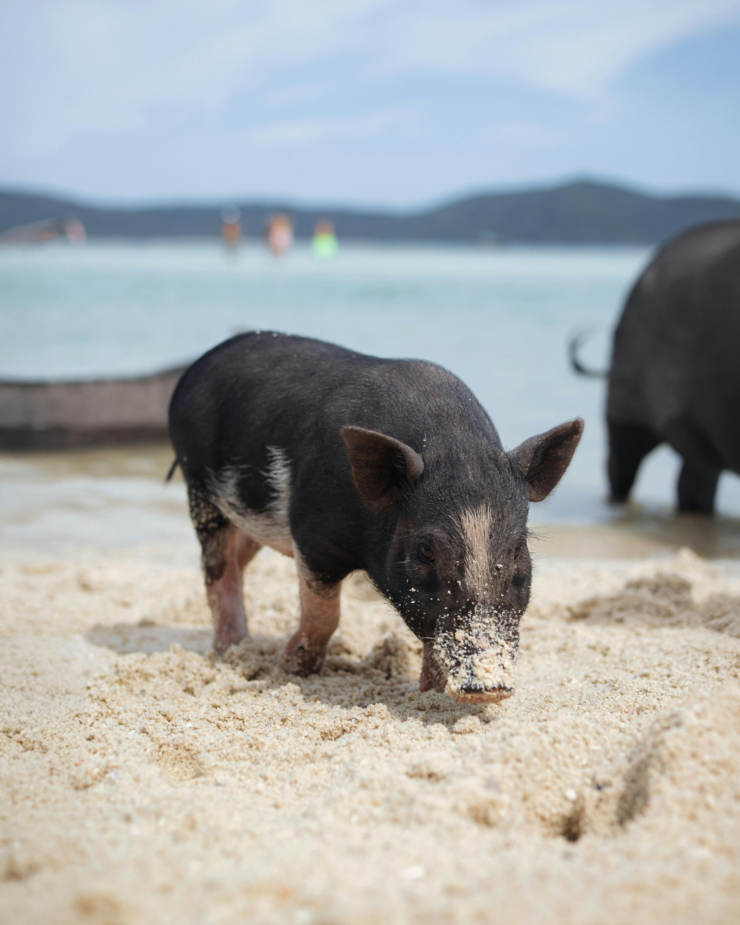 Pig Island (Koh Madsum) Half-Day Tour