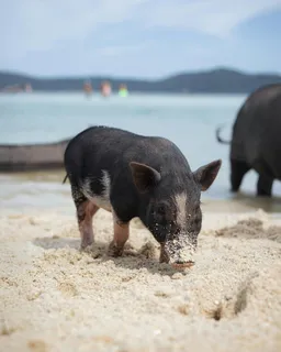 Pig Island (Koh Madsum) Half-Day Tour