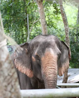 Samui Elephant Sanctuary Visit (Koh Samui)