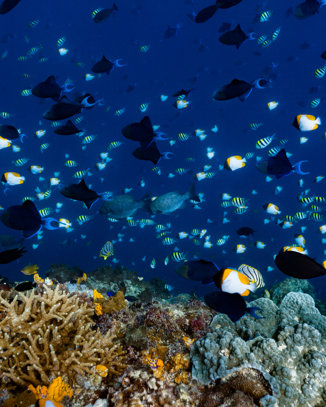 Manado (North Sulawesi)