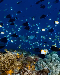 Manado (North Sulawesi)