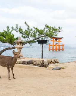 Hiroshima → Miyajima Guided Day Tour