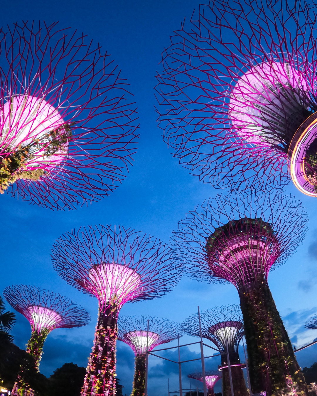 Supertree Observatory + Garden Rhapsody Light Show 