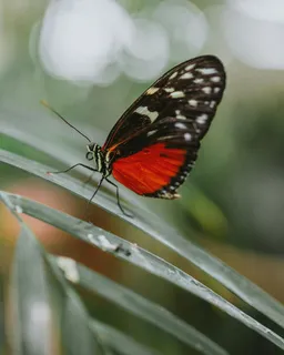 Entopia Butterfly Farm