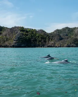 Langkawi Mangrove & Kilim Geoforest Tour