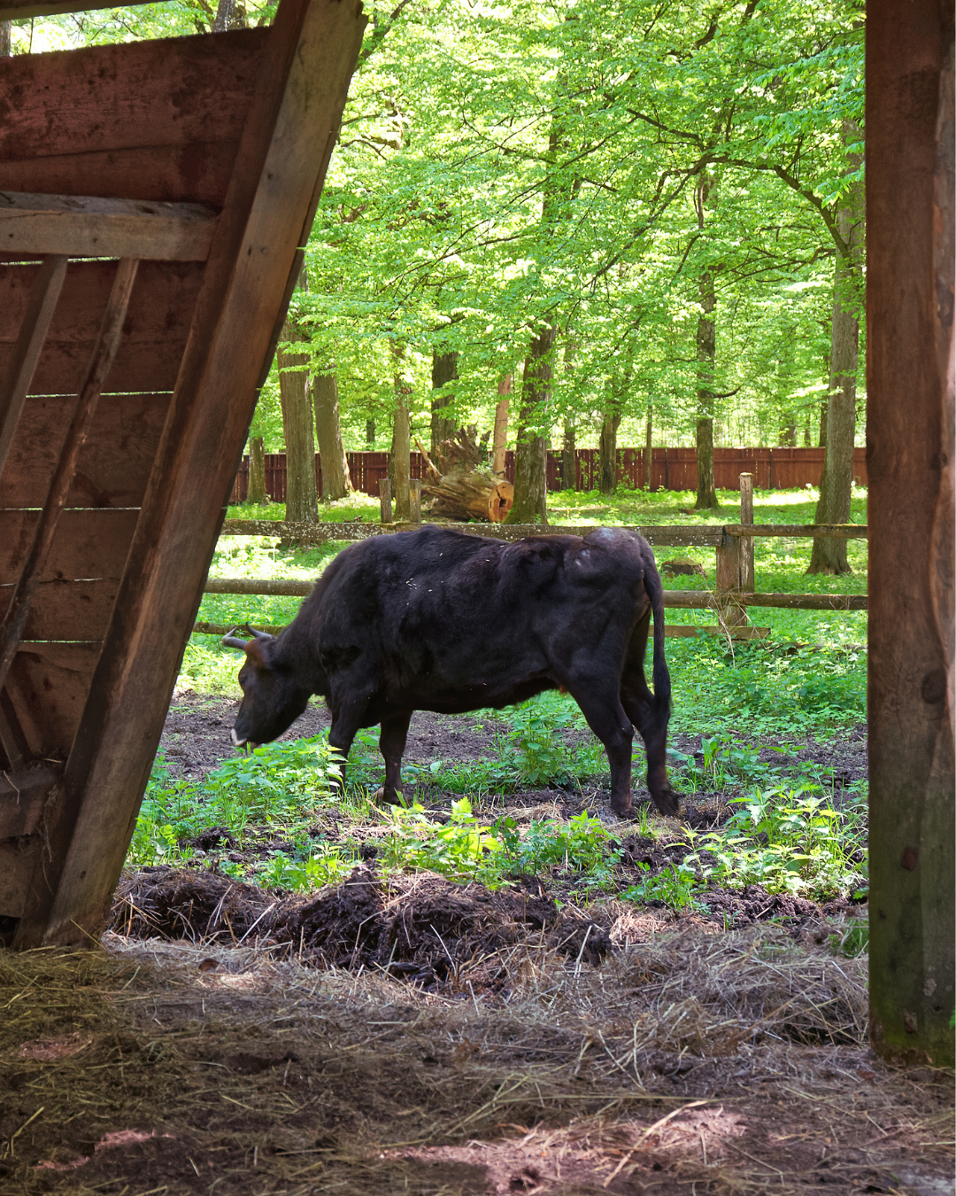 Belovezhskaya Pushcha National Park Excursion