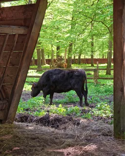 Belovezhskaya Pushcha National Park Excursion