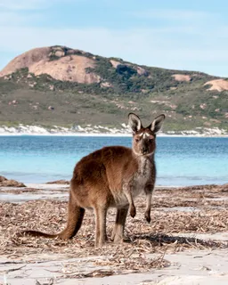 Kangaroo Island