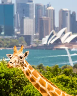 Taronga Zoo with Ferry Transfer-Sydney