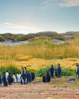 Phillip Island Penguin Parade Tour-Melbourne