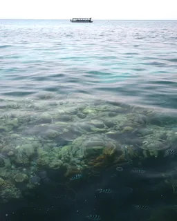 Great Barrier Reef Cruise (Outer Reef)-Cairns