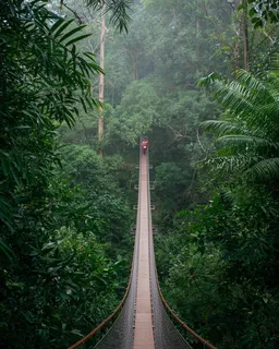 Daintree Rainforest & Cape Tribulation Tour-Cairns