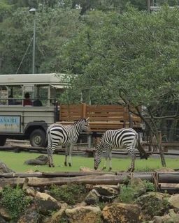 Bali Safari & Marine Park – Starts from Ubud/Kuta/Seminyak