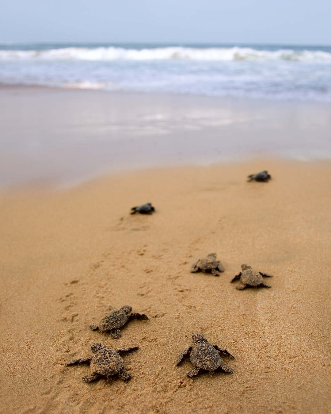 Sea Turtle Hatchery Visit (Bentota)