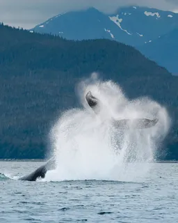 Mirissa Whale Watching Cruise (Mirissa)