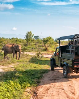 Kumana National Park Safari (near Arugam Bay)