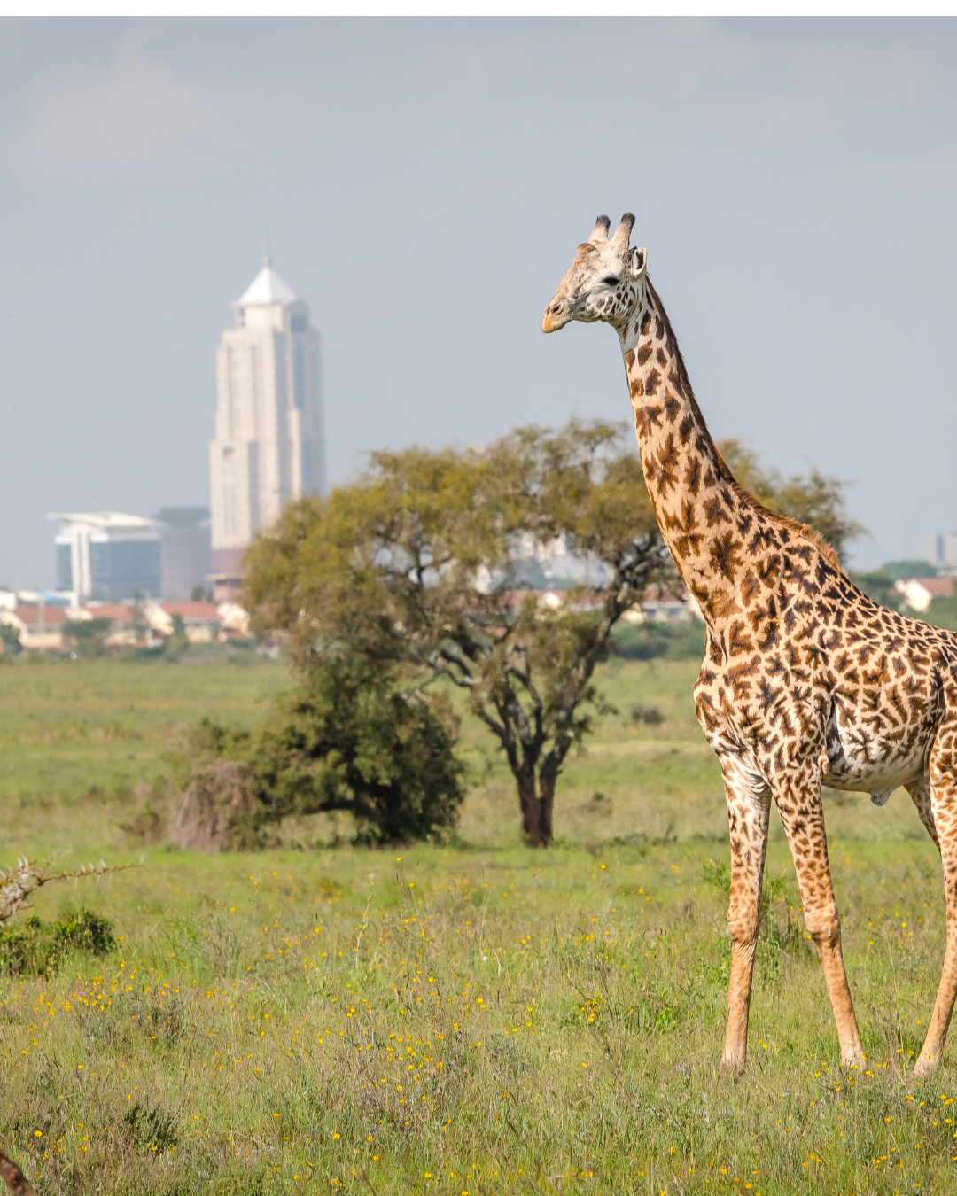 Nairobi City Tour (Half-Day / Full-Day)