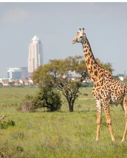 Nairobi City Tour (Half-Day / Full-Day)