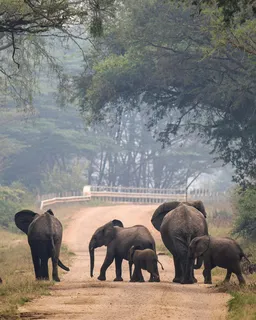 David Sheldrick Wildlife Trust (Nairobi)