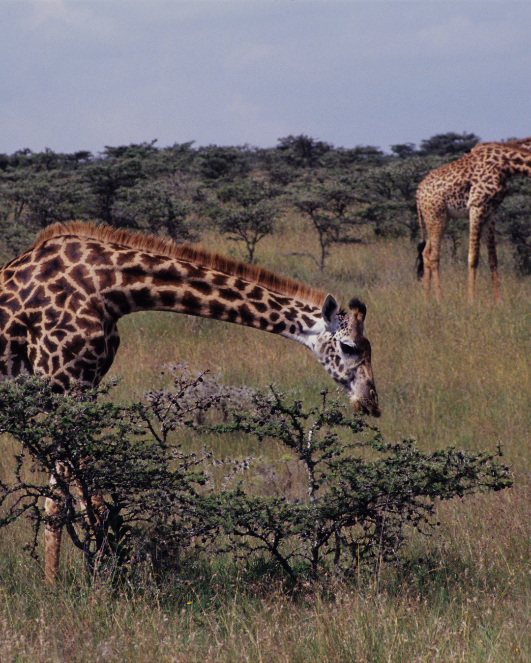 Giraffe Centre (Nairobi)