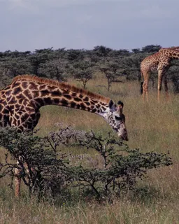 Giraffe Centre (Nairobi)