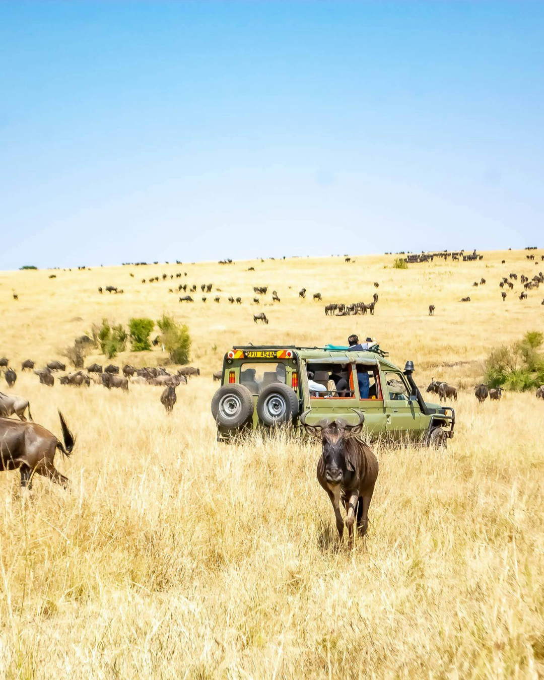 Maasai Mara Safari (South Kenya)