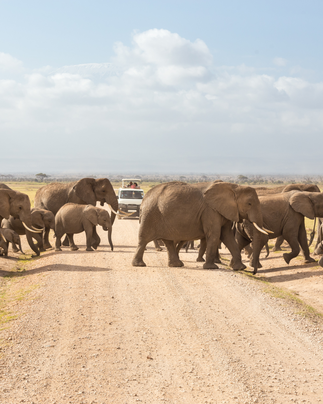 Amboseli National Park Safari (South-East Kenya)