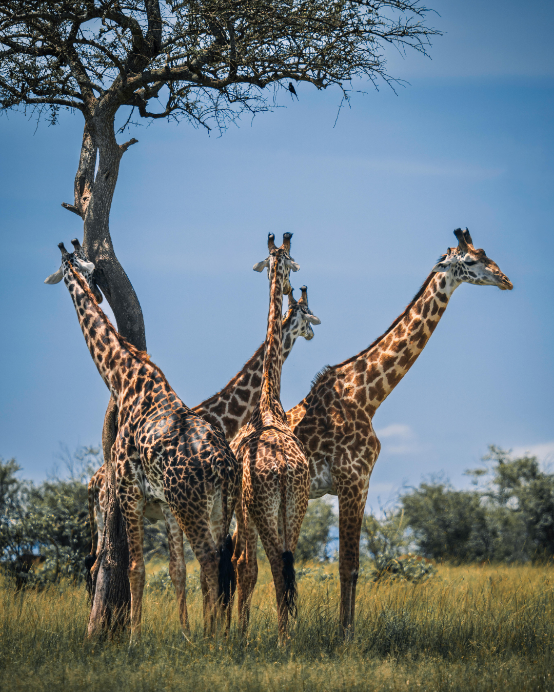 Samburu National Reserve Safari (North Kenya)