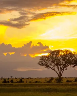 One-Day Trip to Amboseli & Tsavo West (From Nairobi)