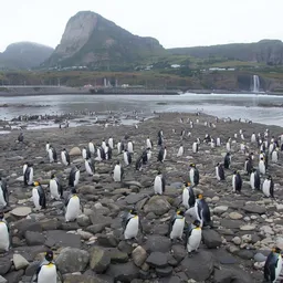Beagle Channel Penguin Cruise (Morning – Ushuaia) 