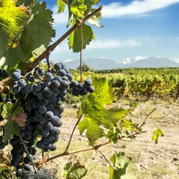 Mendoza Wine Tasting & Vineyard Tour (Morning/Afternoon – Mendoza) 