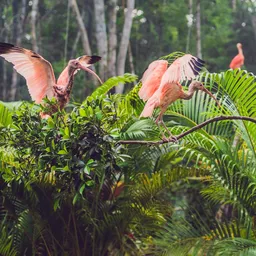 Rainforest Wild ASIA