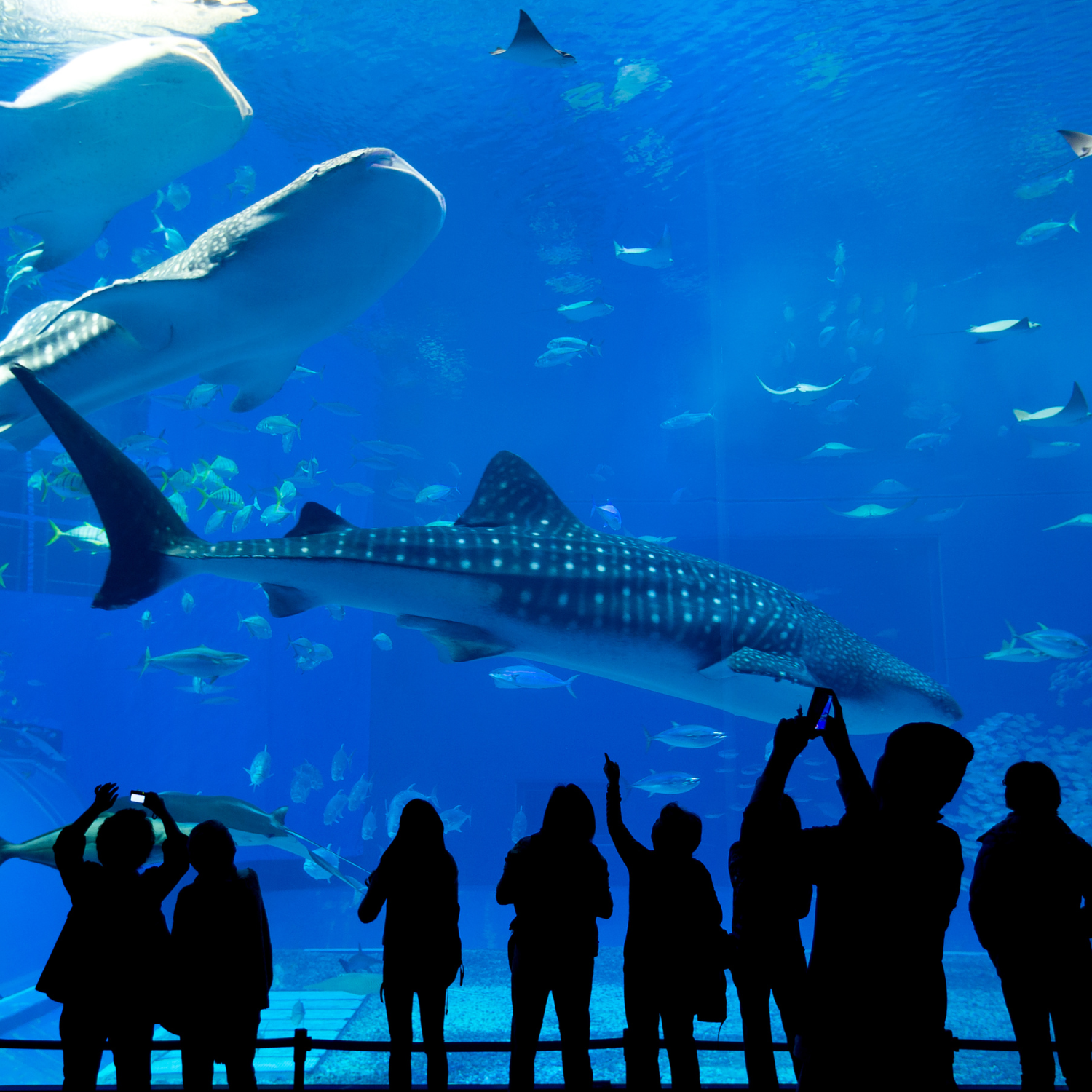 Singapore Oceanarium