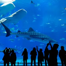 Singapore Oceanarium
