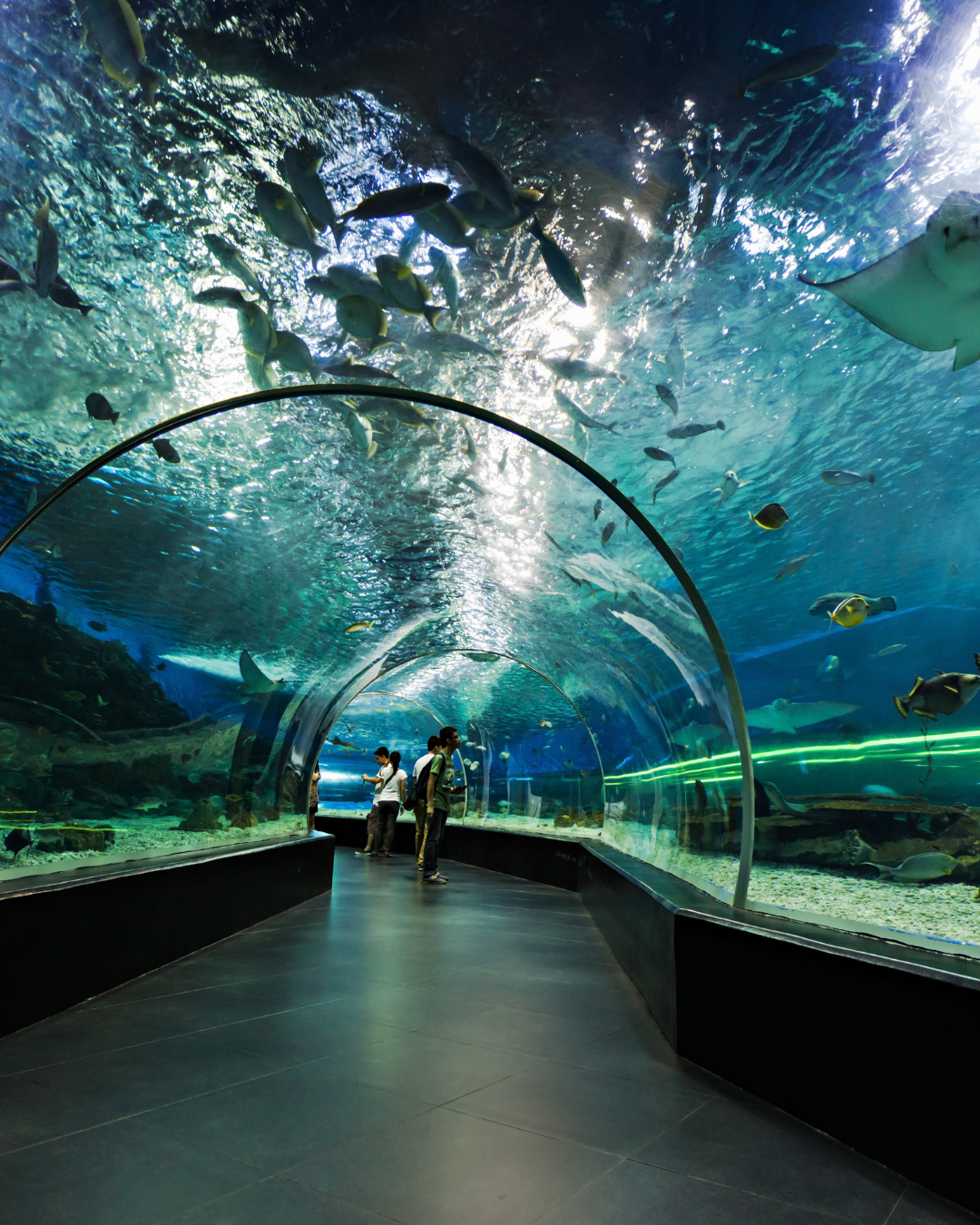 Dubai Aquarium & Underwater Zoo