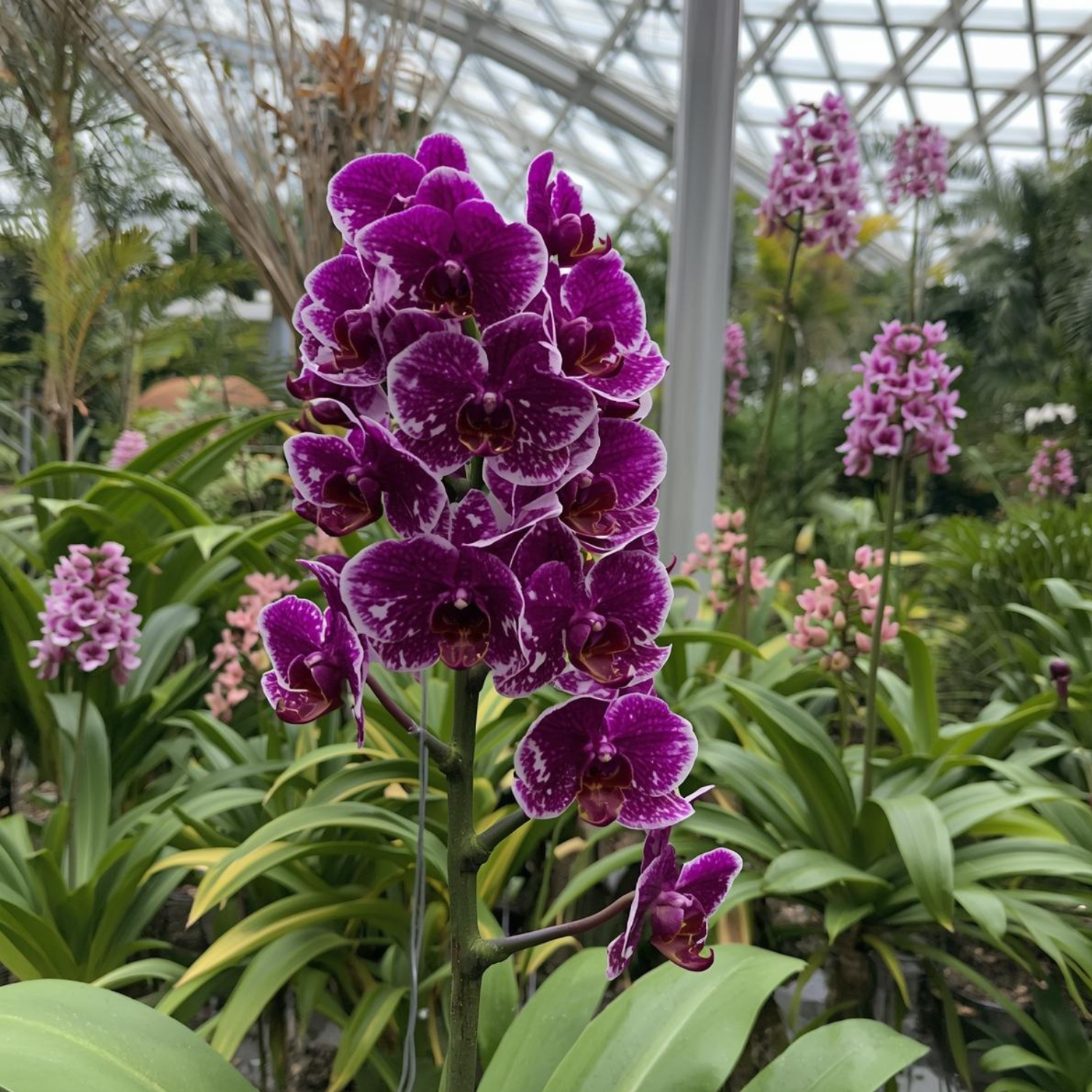 National Orchid Garden - Ticket Only