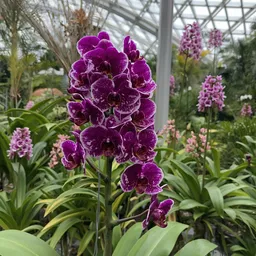 National Orchid Garden - Ticket Only