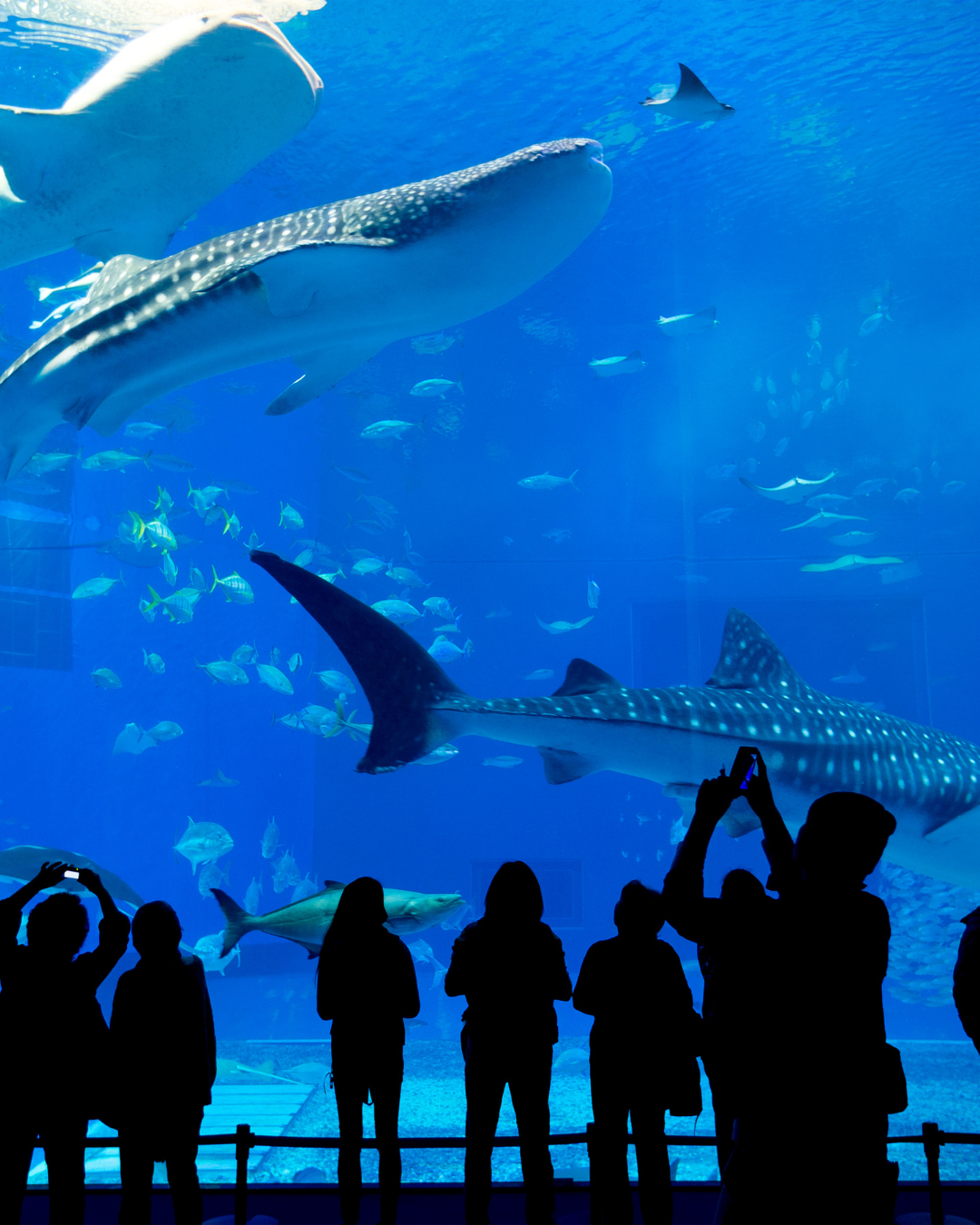 The Lost Chambers Aquarium – Atlantis The Palm Dubai