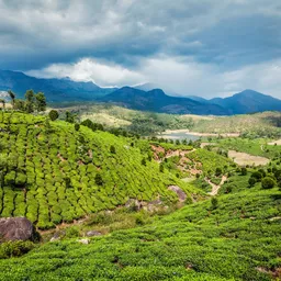 Munnar (Kerala